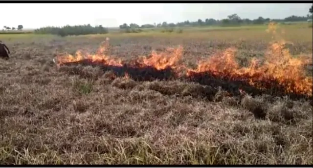 ମାଟିଆଗୁଣ୍ଡି ପୋକର ଦାଉ, ପୁଣି ଫସଲରେ ନିଆଁ ଲଗାଇଲେ ଚାଷୀ