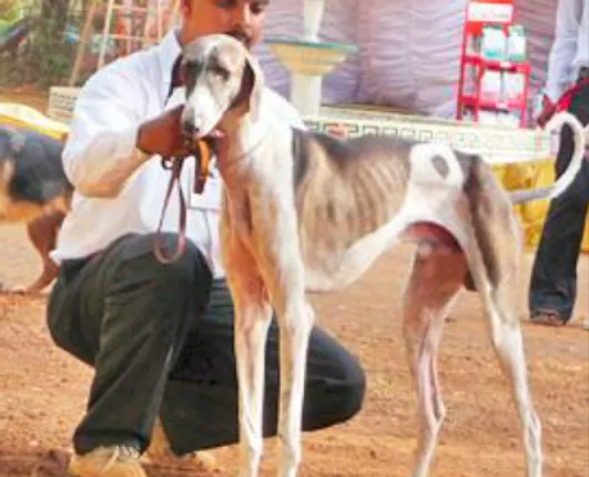 ପ୍ରଥମ ଥର ପାଇଁ ସେନାରେ ସାମିଲ୍‌ ହେବ ଦେଶୀ କୁକୁର