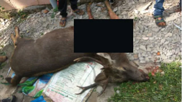 ବନ ବିଭାଗ ଦ୍ୱାରା ମୃତ ସମ୍ବର ଜବତ