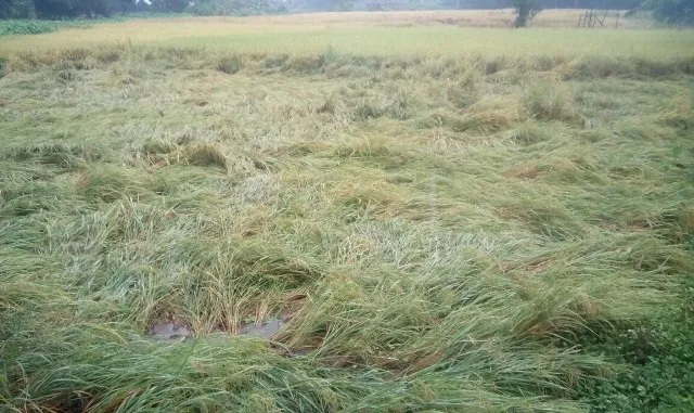 ଉତ୍ତର ଓଡ଼ିଶା ସ୍ଥିତି ଖରାପ : ଭାଙ୍ଗିଲା ଚାଷୀଙ୍କ ଅଣ୍ଟା