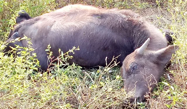 ଛୁଆ ମଇଁଷି ମଲା:୫ ଘାଇଲା