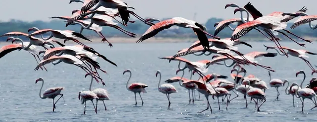 ଚିଲିକାରେ ପହଞ୍ଚିଲେ ବିଦେଶୀ ପକ୍ଷୀ