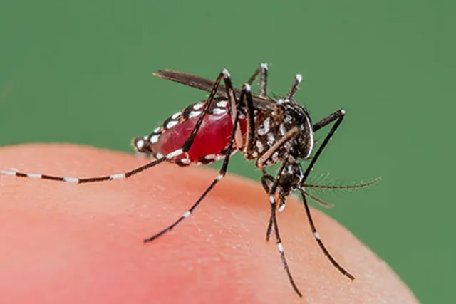 ପୁଣି ୩ ଡେଙ୍ଗୁ ପଜିଟିଭ୍‌: ଆଜିଠୁ ନୀଳାଦ୍ରିବିହାର ପିଏଚ୍‌ସିରେ କଣ୍ଟ୍ରୋଲ ରୁମ୍‌