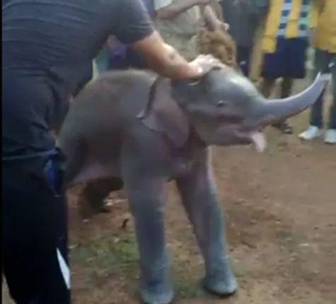 ନିରାକାରପୁର: କୂଅ ଭିତରୁ ହାତୀ ଛୁଆ ଉଦ୍ଧାର