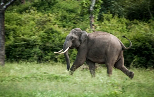 ହାତୀ ଆକ୍ରମଣରେ ଜଣେ ଗୁରୁତର