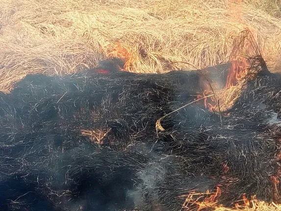 ଧାନ ଫସଲ ନଷ୍ଟ ପ୍ରସଙ୍ଗ: କୃଷି ବିଭାଗ ପକ୍ଷରୁ ଟୋଲ ଫ୍ରି ନମ୍ବର ଜାରି