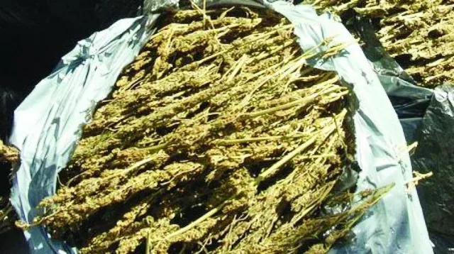 ଛାତ୍ରଙ୍କ କାନ୍ଧରେ ଗଞ୍ଜେଇ ବୋଝ