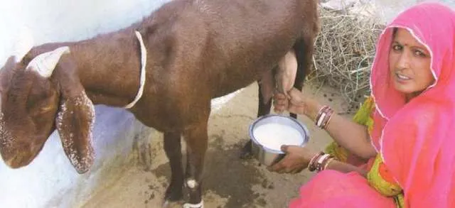 ଲୋକପ୍ରିୟ ହେଉଛି ଛେଳି ଦୁଗ୍ଧରୁ ତିଆରି ଦହି ଓ ଛେନା : ହଜାର ହଜାର ମହିଳାଙ୍କୁ ବଞ୍ଚିବାର ରାହା ଦେଖାଇଛି