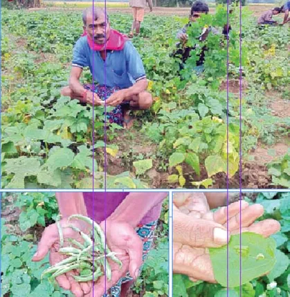 ପୋକ ଉଜାଡୁଛି ପରିବା ଚାଷ