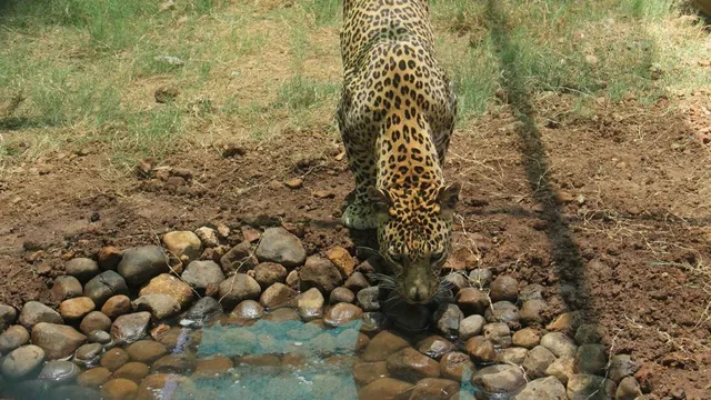 ଚିତାବାଘ ମାନଙ୍କର ସ୍ୱାସ୍ଥ୍ୟବସ୍ଥା ଜାଣିବା ପାଇଁ ସଞ୍ଜୟ ଗାନ୍ଧୀ ନ୍ୟାସ୍‌ନାଲ ପାର୍କରେ ଲାଗିଲା ୧୩ଟି ସିସିଟିଭି କ୍ୟାମେରା