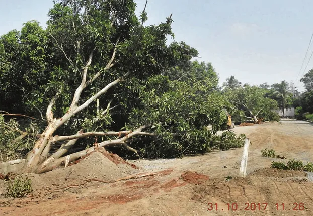 ଜଙ୍ଗଲ ଜମିରେ ୧୦୦ ଫୁଟିଆ ରାସ୍ତା