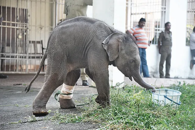 ଟାଙ୍ଗୀରୁ ଉଦ୍ଧାର ହାତୀଛୁଆ ନନ୍ଦନକାନନରେ