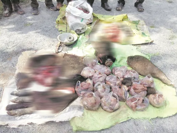 ନାଚୁଣୀ ବନ ବିଭାଗର ଚଢ଼ଉ : ବାର୍‌ହା ମୁଣ୍ଡ ସହ ୮୦ କେଜି ମାଂସ ଜବତ