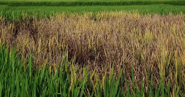 ୧.୭୮ଲକ୍ଷ ହେକ୍ଟର ବରବାଦ୍‌