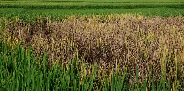 ପୋକ ଆକ୍ରମଣ ପ୍ରସଙ୍ଗ : କାର୍ଯ୍ୟାନୁଷ୍ଠାନ ପାଇଁ ପଛଘୁଞ୍ଚା!