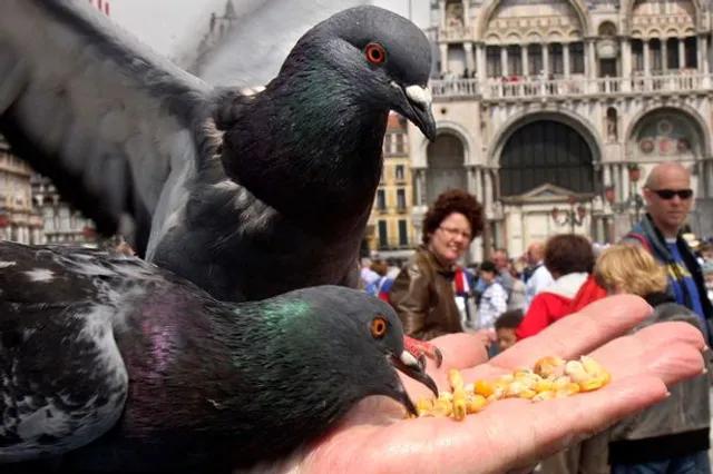 ପାରାକୁ ଦାନା ଦେଲେ ହୋଇ ପାରନ୍ତି ଏହି  ରୋଗର ଶିକାର !