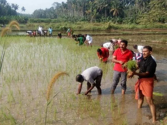 ଅନାବାଦୀ ଜମିରେ ପୁଲିସ୍‌ କର୍ମୀଙ୍କର ସ୍ୱେଚ୍ଛାକୃତ ଧାନ ଚାଷ