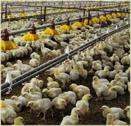 ଦୁର୍ଦ୍ଦିନରେ କୁକୁଡ଼ା ଚାଷୀ:ସରକାରୀ ନୀତି ନେଇ ଅସନ୍ତୋଷ