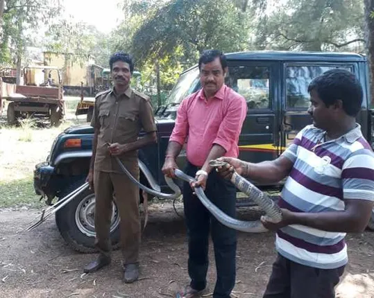 ୧୪ ଫୁଟ ଲମ୍ବ ଅହିରାଜ ଉଦ୍ଧାର