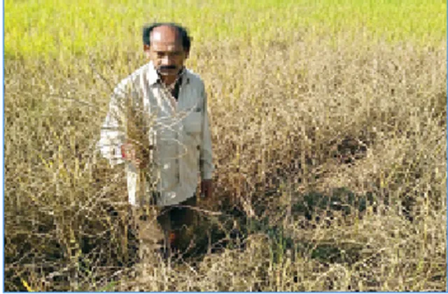 ଚାଷୀଙ୍କ ନିଦ ହଜାଇଛି ଚକଡା ପୋକ