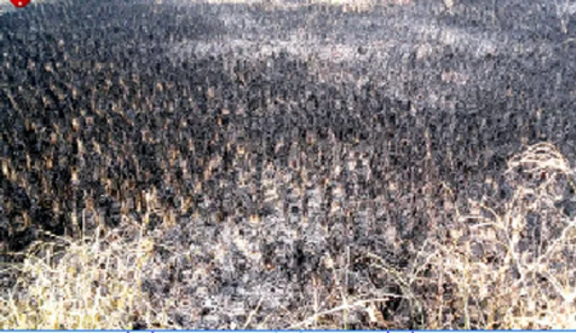 ଚକଡ଼ା ଚଡ଼କ: ୫୬୫୮ ହେକ୍ଟର ଫସଲ ନଷ୍ଟ:ପୁଣି ଲଗାଇଲେ ନିଆଁ