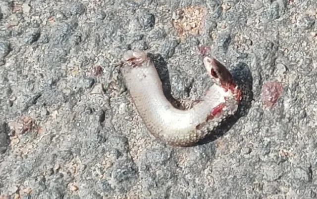 ଜୋତାରୁ ବାହାରିଲା ସାପ ମୁଣ୍ଡ