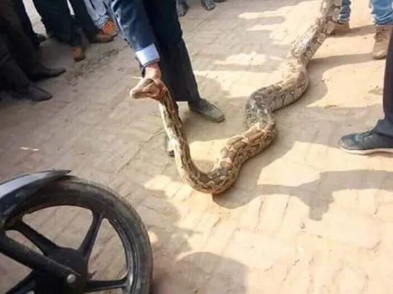 କଲେଜ ପରିସରରୁ ବାହାରିଲା ତିନିିଟି ବଡ଼ବଡ଼ ଅଜଗର