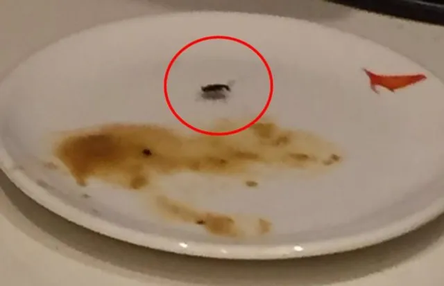 ଦିଲ୍ଲୀ ଏୟାରପୋର୍ଟ  ଏୟାର ଇଣ୍ଡିଆ ଲାଉଞ୍ଜରେ ଯାତ୍ରୀଙ୍କ ଖାଦ୍ୟ ଥାଳିରୁ ବାହାରିଲା ଅସରପା