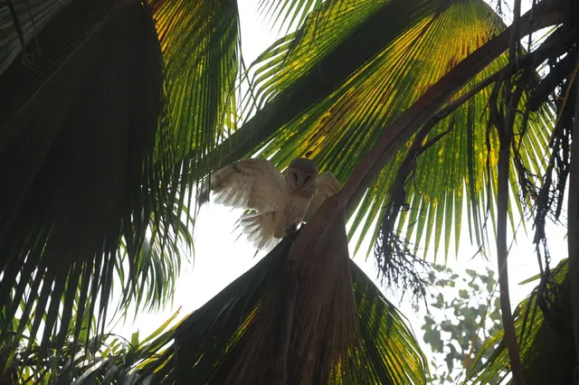 ଜୟଦେବ ଭବନରେ ଧଳା ପେଚା ଉଦ୍ଧାର(ପ୍ରଭାତ)