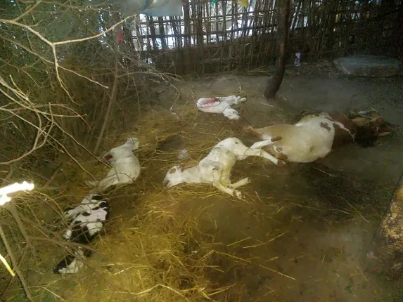 ନିଆଳି ଆତଙ୍କ ଦିଗପହଣ୍ଡିରେ : ୨୪ ମେଣ୍ଢାଙ୍କୁ ମାରିଲା ଅଜଣା ଜନ୍ତୁ