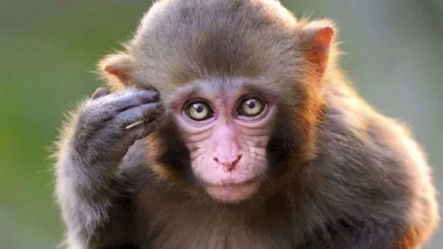 ମାଙ୍କଡ଼ଙ୍କର ପଥର ପିଙ୍ଗାରେ ଚାଲିଗଲା ବୃଦ୍ଧଙ୍କ ଜୀବନ ! କଠୋର କାର୍ଯ୍ୟାନୁଷ୍ଠାନ ନିଆଯାଉ ବୋଲି ପରିବାର ଲୋକଙ୍କ ଦାବି ପରେ ଚିନ୍ତାରେ ପୁଲିସ,ଜାଣନ୍ତୁ ପୂରା ଘଟଣା