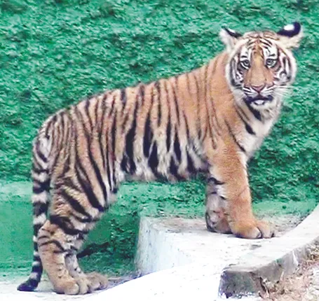 ବାହୁବଳୀର ମାଙ୍କଡ଼ ଶିକାର: ନନ୍ଦନକାନନରେ ଲୋମଟାଙ୍କୁରା ଦୃଶ୍ୟ