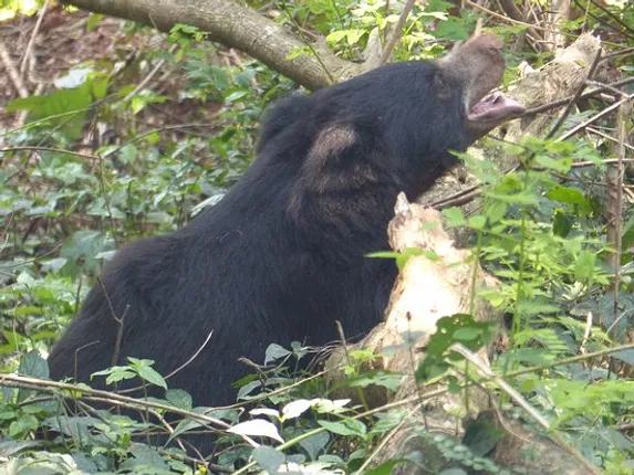 ମା’ ହେଲା ନନ୍ଦନକାନନ ଭାଲୁୁ ‘ଲିଜା’