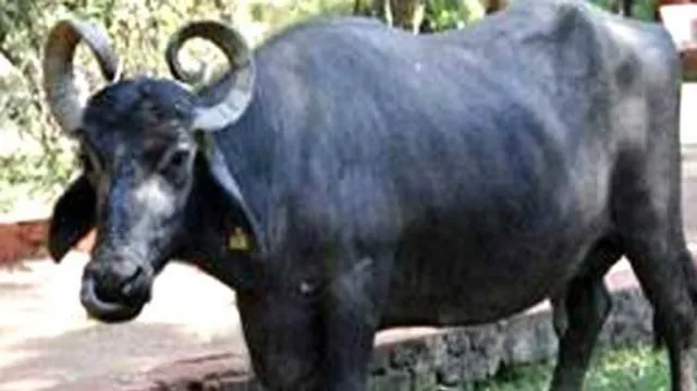 ବିଜେପି ବିଧାୟକଙ୍କ ମଇଁଷି ଚୋରି, ଥାନାରେ ଅଭିଯୋଗ