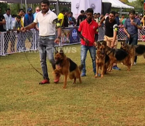 ଅଲ୍‌ ବ୍ରିଡ୍‌ ପ୍ରତିଯୋଗିତାରେ ଜେସିକା ପ୍ରଥମ, ବିଗିଲ୍‌ ପୋଷ୍ଟୋ ଦ୍ୱିତୀୟ ଏବଂ ଜର୍ମାନ ସେଫର୍ଡ ତୃତୀୟ ସ୍ଥାନରେ ଅଛନ୍ତି