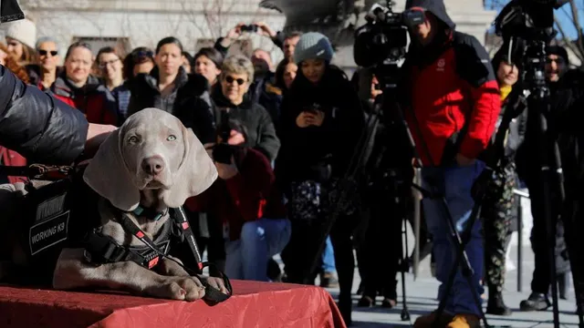 କେଉଁ କାମ ପାଇଁ କୁକୁରକୁ ମିଳିଲା ଚାକିରି ଜାଣନ୍ତୁ