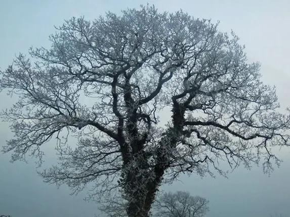 ଏହି ଜନ୍ମ ଆପଣଙ୍କ ପ୍ରଥମ ଜନ୍ମ କି ନୁହେଁ ଏମିତି ଜାଣନ୍ତୁ!