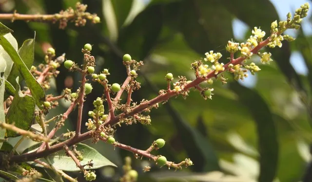 ମାଘମାସେ ଆମ୍ବ ବଉଳ କଷି