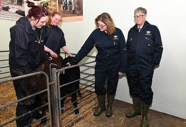 ବିଲ୍‌ ଗେଟସ୍‌ ବନାଉଛନ୍ତି ‘ସୁପର କାଓ’: କ’ଣ ରହିଛି ଏହି ଗାଈର ବିଶେଷତ୍ୱ ଜାଣନ୍ତୁ