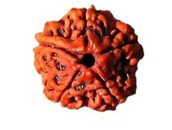 ମାନବ ଜୀବନରେ ପଞ୍ଚମୁଖୀ ରୁଦ୍ରାକ୍ଷର ମହତ୍ତ୍ୱ