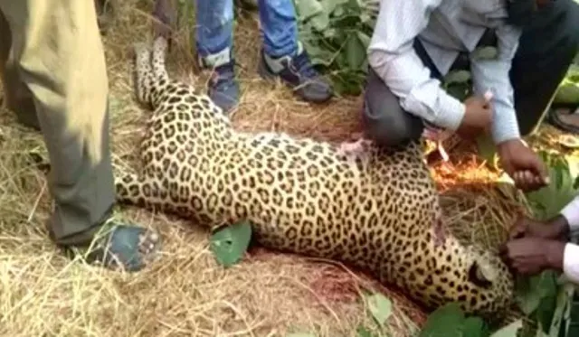 ଦୁଇ କଲରାପତ୍ରିଆ ମୃତ: ଗୋଟିକୁ ଟାଙ୍ଗିଆରେ ହାଣିଲେ ଚାଷୀ; ଅନ୍ୟଟିର ରାସ୍ତା ଦୁର୍ଘଟନାରେ ମୃତ୍ୟୁ