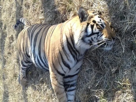 ବିପଦରେ ଜାତୀୟ ପଶୁ ବାଘ: ସେହଢ଼ୋଲରେ ମିଳିଲା ବାଘର ମୃତଦେହ, ୧୩ ମାସରେ ୩୩ ମୃତ୍ୟୁ