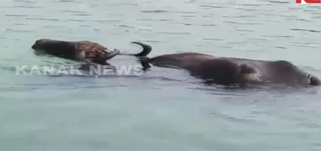 ଅକାତ ପାଣିରେ ମଲା ଛୁଆକୁ ଉଦ୍ଧାର କରିବା ପାଇଁ ମା’ ମଇଁଷିର ସଂଘର୍ଷ, କ୍ୟାମେରାରେ କୈଦ୍‌ ଦେଲା ଦୃଶ୍ୟ