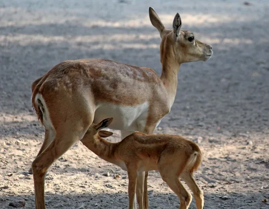 ୨ କୃଷ୍ଣସାର ଶାବକ ଜନ୍ମ