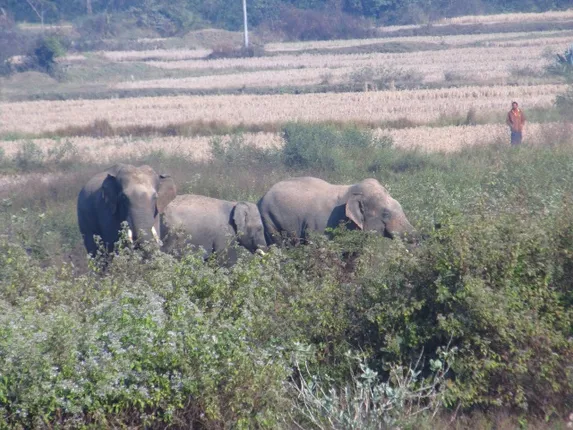 ବୌଦ୍ଧ ସହରରେ ଦନ୍ତା