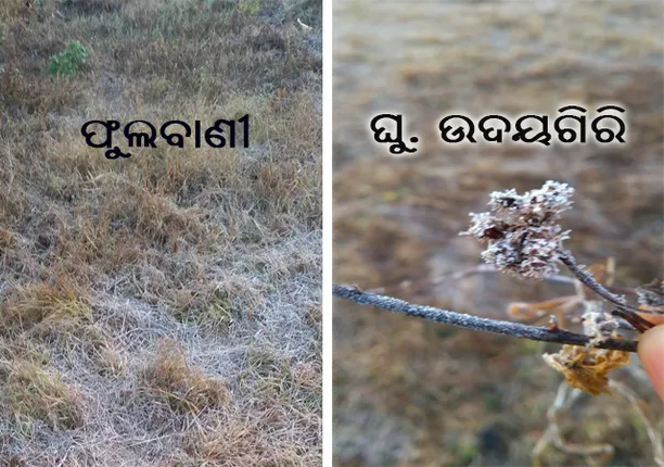 ଜାଡ଼ କବଳରେ ଓଡ଼ିଶା: ଫୁଲବାଣୀ ଓ ଦାରିଙ୍ଗବାଡ଼ିରେ ଶୀତ ପ୍ରକୋପ ଜାରି, ଘୁ. ଉଦୟଗିରିରେ ପାରା ୩.୫ ଡିଗ୍ରି