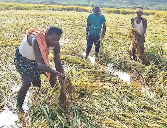 ସରକାର ଆଣିବେ ନୂଆ ଫସଲ ବୀମା ଯୋଜନା