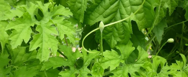 କଲରା ପତ୍ରର ରସ ବି ଏକ ଗର୍ଭନିରୋଧକ , ଜାଣନ୍ତୁ କିପରି