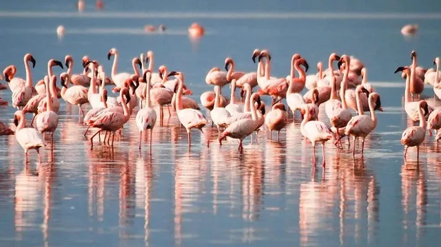 ‘ବିଦେଶାଗତ ପକ୍ଷୀଙ୍କୁ ରାଜ୍ୟ ଅତିଥି ମାନ୍ୟତା ଦିଆଯାଉ’