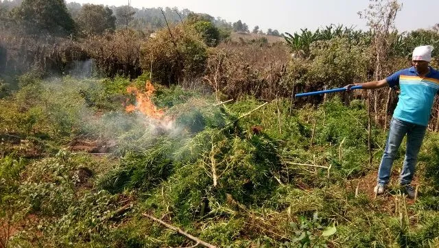 ୧୪ ଏକର ଜମିର ଗଂଜେଇ ଗଛ ନଷ୍ଟ କଲା ପୁଲିସ